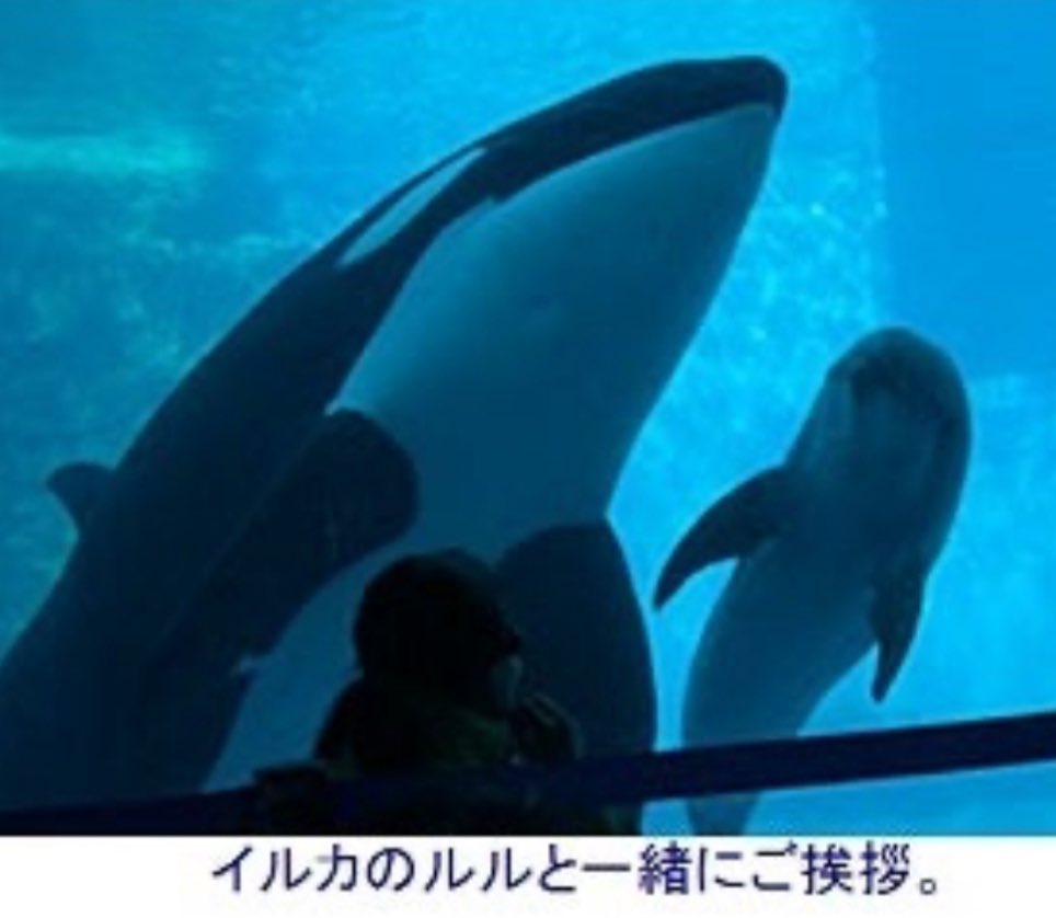 リンちゃんとイルカさんたちが一緒にいて驚くよねっ 私も数ヶ月前に