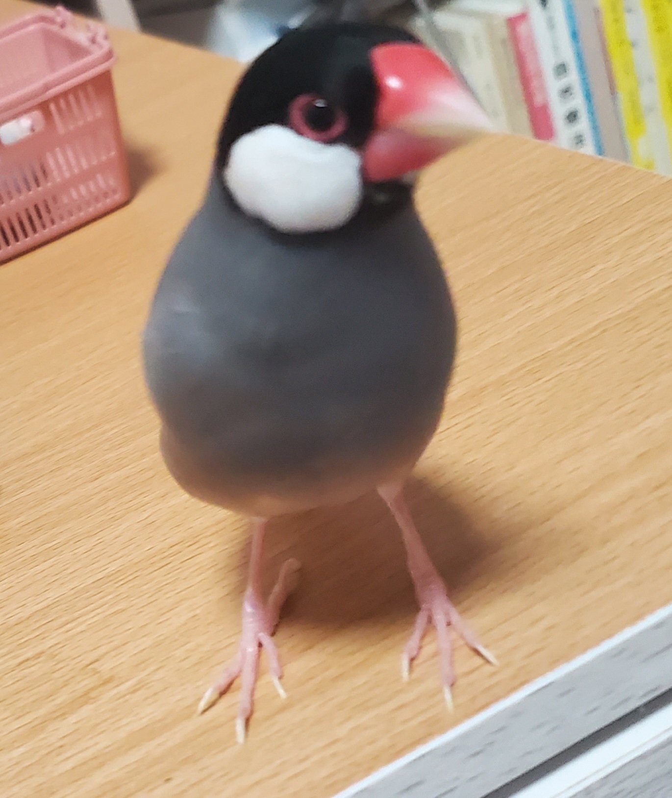 おもちとわたし（2022年12月12日に桜文鳥おもちをお迎えしました