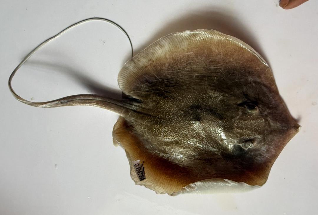 Dasyatis margarita is a stingray species with a flat disc-shaped body and long tail, found in coastal waters of Eastern Atlantic.

#Africa #Fish #Biodiversity #fish #aqua #negeclab