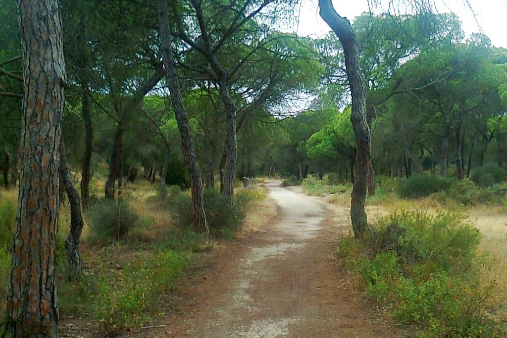 🚴‍♂️El carril bici Salinas del Astur atraviesa pinares, dunas y marismas hasta llegar a las antiguas salinas del litoral onubense.
Naturaleza, historia y paisaje en un recorrido lleno de contrastes.👉lajunta.es/5tdta
#Cicloturismo #MarismasDelOdiel #Andalucía #HuelvaEnBici