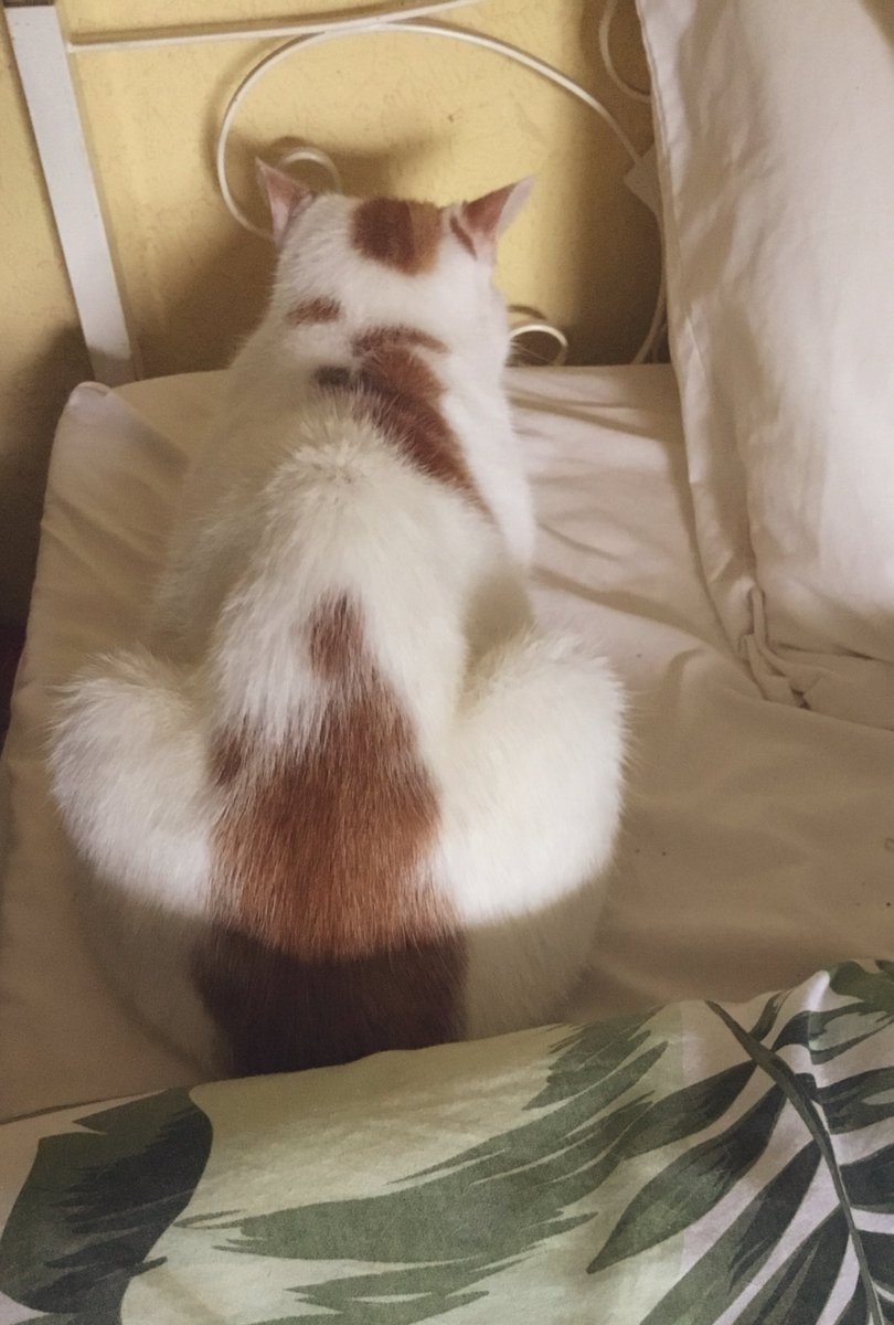 Happy #kittyloafmonday Just waiting for the rain to stop ☔️Hope you have a great day 😻 #CatsOfTwitter #CatsOnX