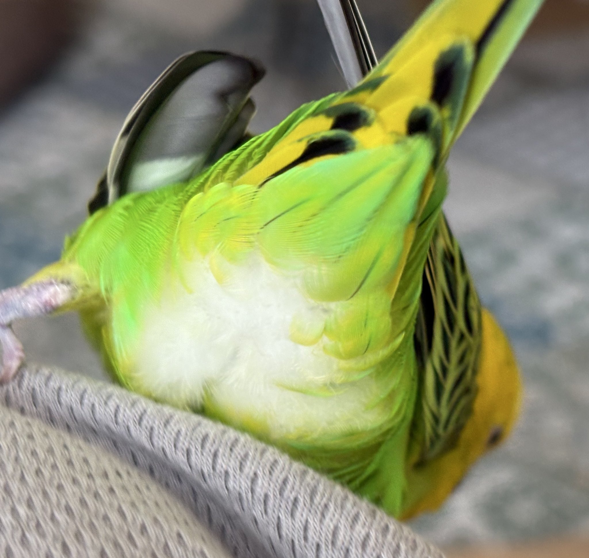 あお☺︎いちmama様 確認用 トコちゃんベルトの青葉 │ プレ・産後ママ向け情報