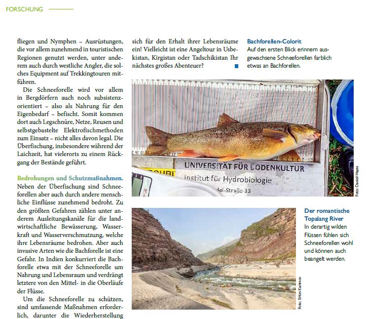 Our team has been investigating the ecology of snow trout (genus Schizothorax) in Uzbekistan and Kyrgyzstan.

🐟 Using tools like electrofishing and radiotelemetry, we’re learning about their habitat preferences and how these fish migrate between winter refuges and summer feeding