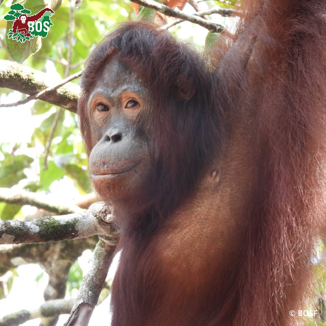 BorneoOSUK's tweet photo. #IslandUpdate 🌴 Rescued in 2017 severely malnourished and dehydrated, Jacqui was a year old when she started her recovery at Nyaru Menteng's #OrangutanJungleSchool. Now, she's on pre-release Bangamat Island, polishing her survival skills prior to being returned to the wild. https://t.co/8QvDK6itHv