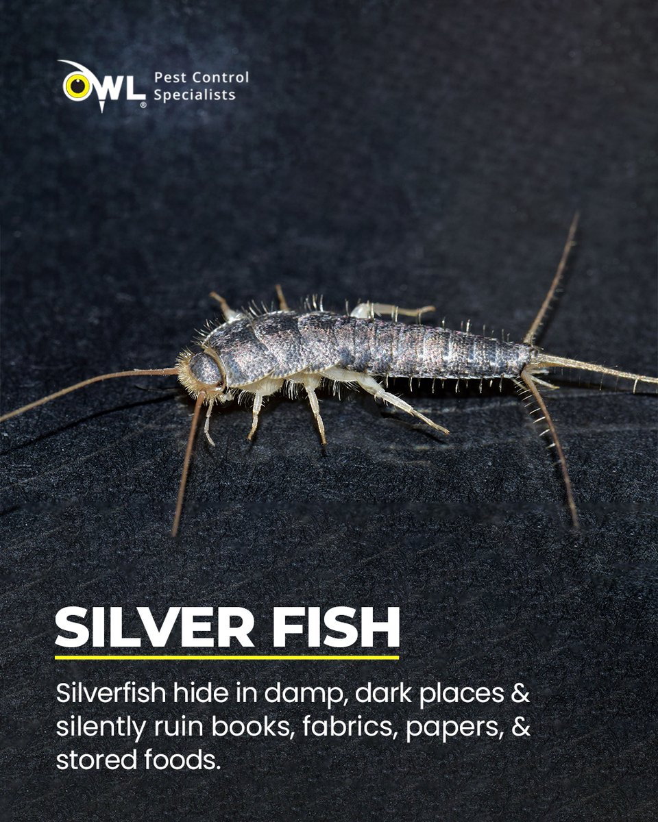owlpestcontrol's tweet image. Tiny invaders, BIG damage! Silverfish may be small, but they wreak silent havoc on your books, fabrics, papers, and pantry. Don&apos;t let these sneaky pests take over your home or business. 

#silverfishcontrol #owlpestcontrol #dublinpestcontrol #pestfreeliving #protectyourbooks