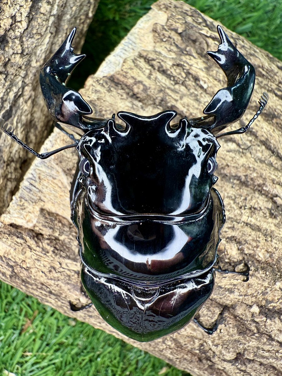 peko@trnds (@trndsmstps2) on Twitter photo タランドゥス
92mm幅34顎幅9.1mm
今年は95mmでfinish
顎幅10mm
横幅36mm目指してみますか💪 タランドゥス
92mm幅34顎幅9.1mm
今年は95mmでfinish
顎幅10mm
横幅36mm目指してみますか💪