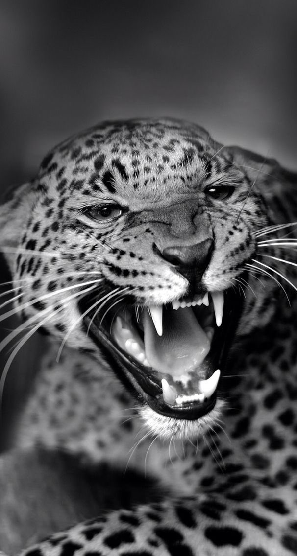 REX (@rexchillect) on Twitter photo 