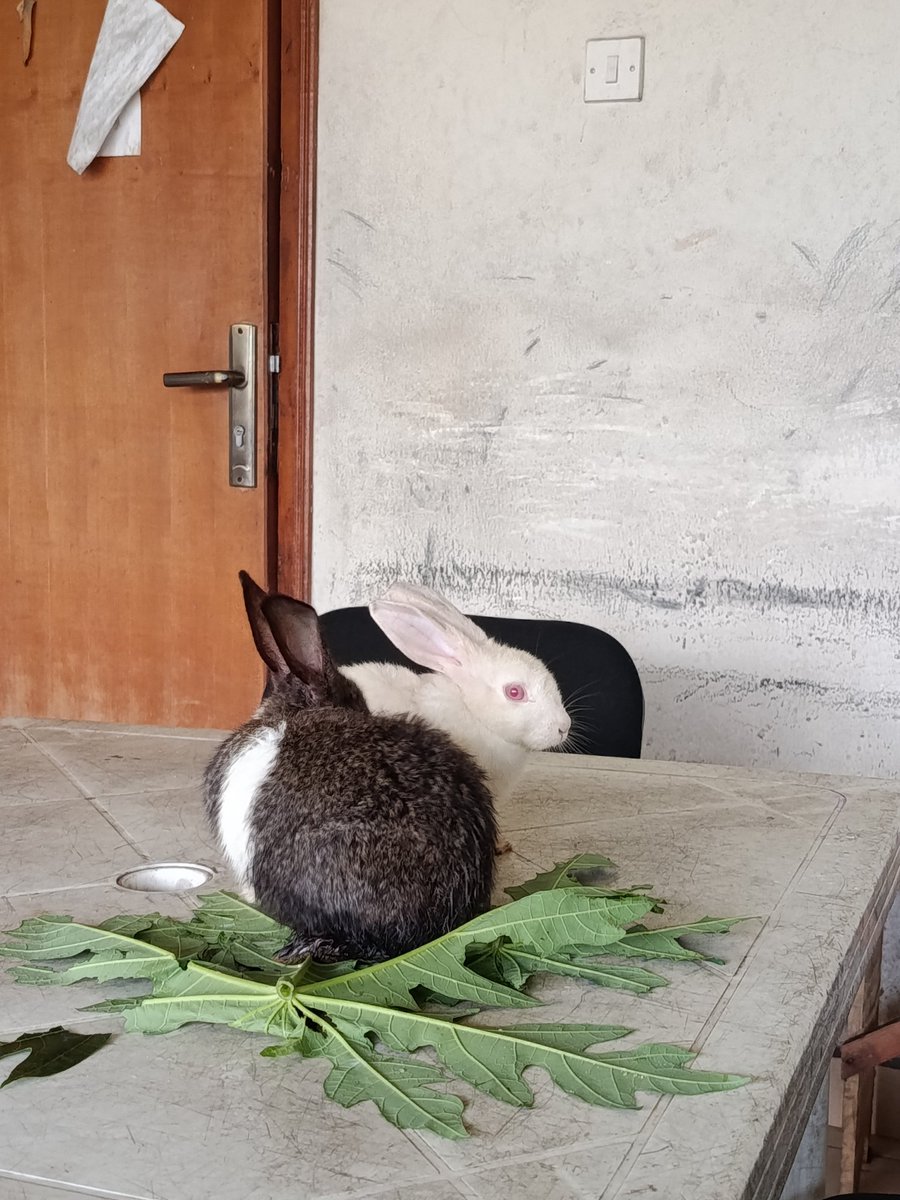 Touch Rabbits this week .
Thanks to <a href="/NigeNest/">Nige</a> , earn more , receive more , share more .

First time as a pet owner what's your advice for me 🫥.
I literally ran under the rain just to catch this black rabbit 🐰 and it did me dirty .