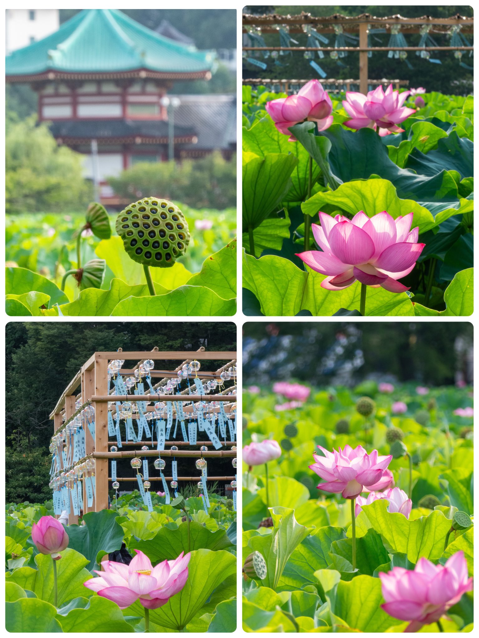 円池　茂　【卓上の花】 円池茂【卓上の花】