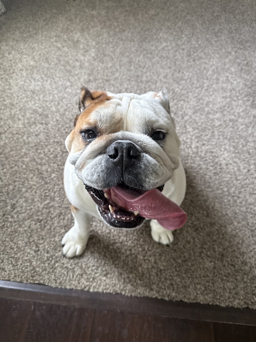 GM from B.J 🐶

Let's have a Monday!