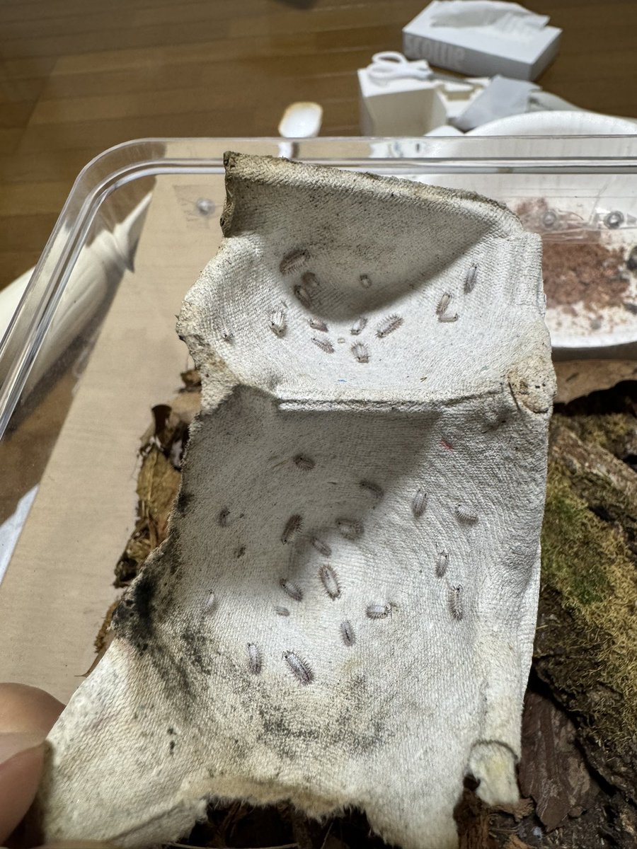 なぜかアイボリーだけ増えてる