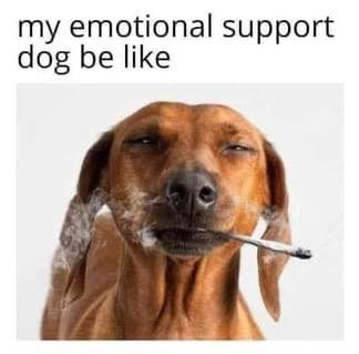 Herb Approach (@herbapproach) on Twitter photo 