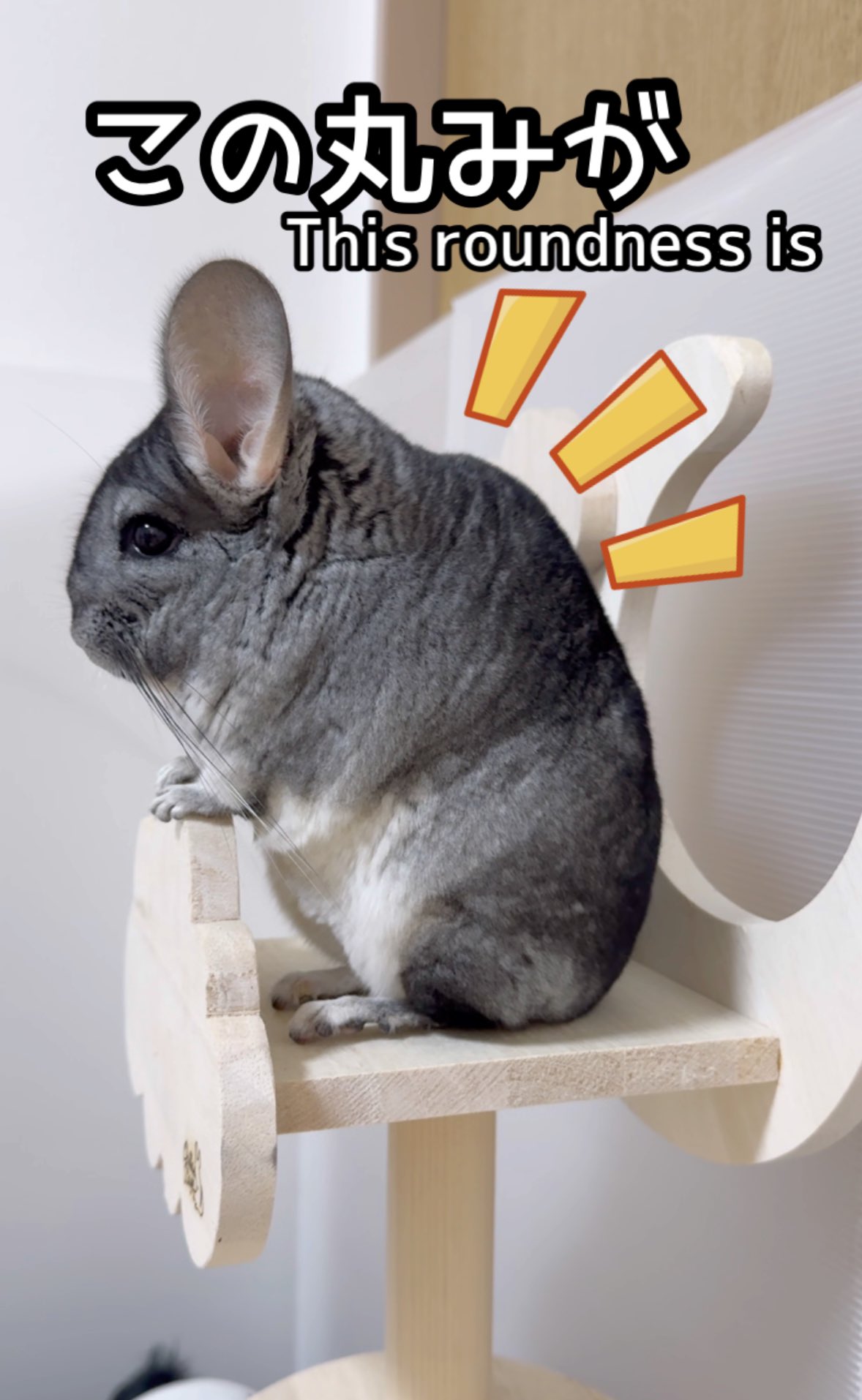 チンチラ AZUKI on X: 