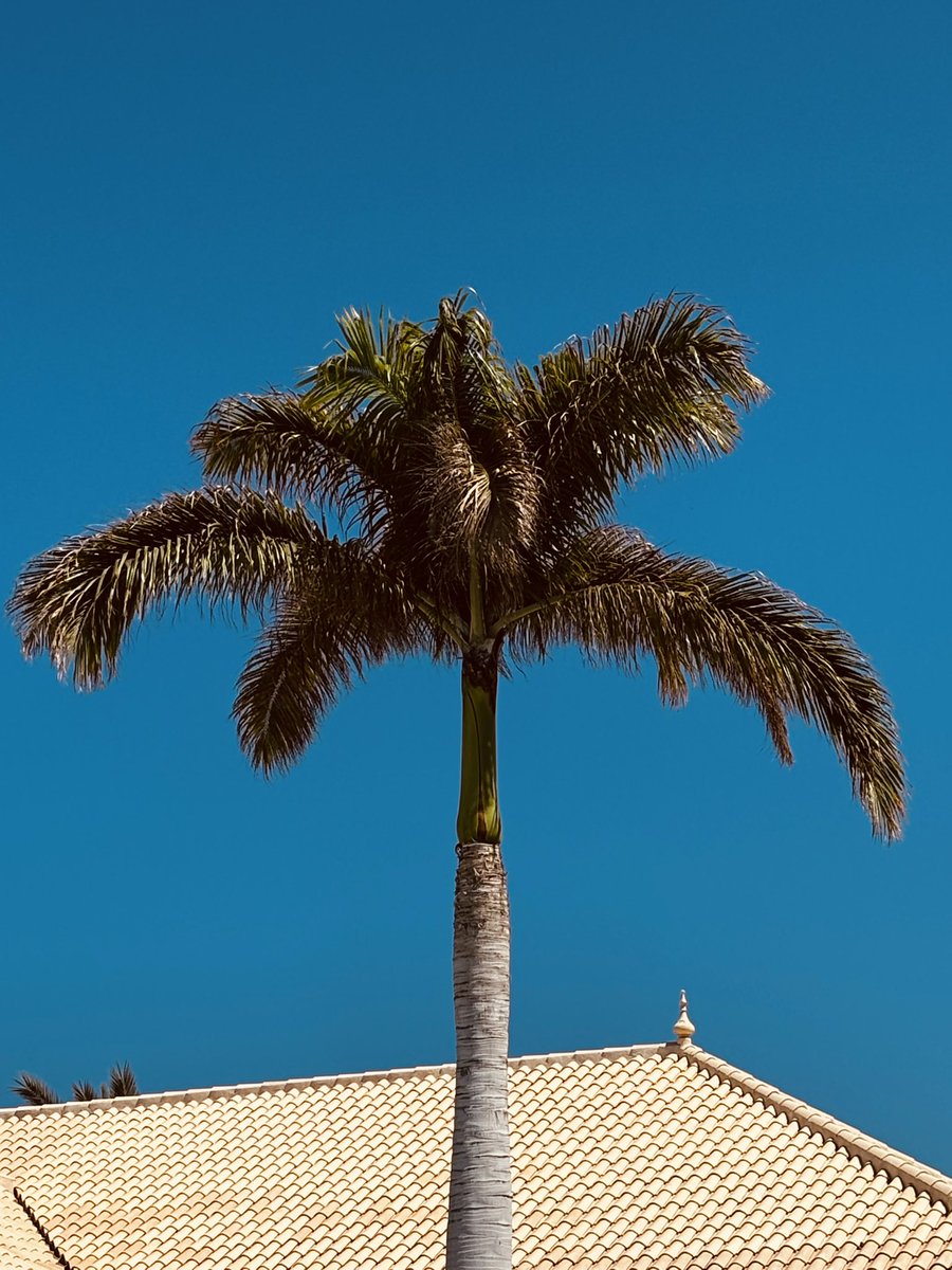 Buenos días Santa Cruz . Feliz comienzo de semana ☀️☀️☀️🏝️

<a href="/EmocionesCan/">Emociones Canarias</a> <a href="/wandwoo/">Desde mi corazon</a> <a href="/elpaiscanario/">EL PAÍS CANARIO</a> <a href="/yconsumocanario/">Yo Consumo Canario 🇮🇨 🌴</a> <a href="/TeneriFeliz/">TeneriFeliz ☀️⛱️ ❤️</a> <a href="/VisitaVen/">Ven de Visita a Tenerife</a> <a href="/TenerifeCitizen/">Urbānitās.</a> <a href="/CONTUNDENTEE/">Francisco Guerra Sandoval. 🏴󠁧󠁢󠁳󠁣󠁴󠁿</a> <a href="/AmorTenerife/">Amor Tenerife</a> <a href="/de1969/">maría lapas</a>