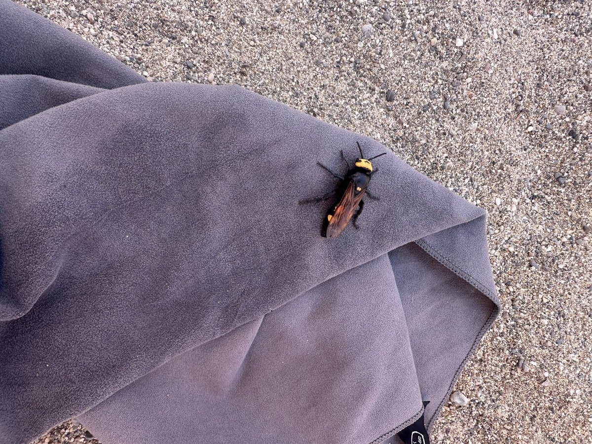 Federico Paderni tweet media