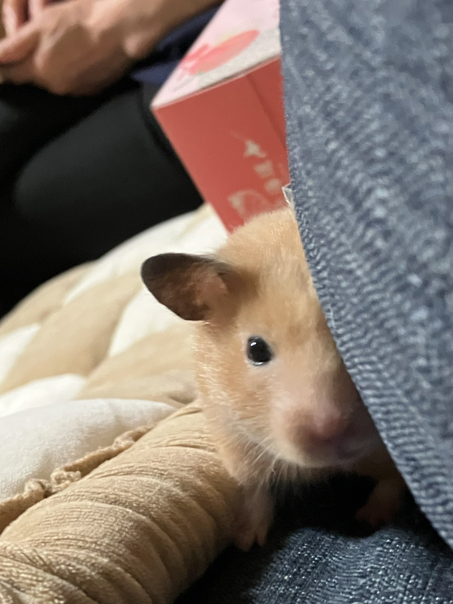 専用】2匹のねずみとくつした、ねこのジンジャー おまとめ