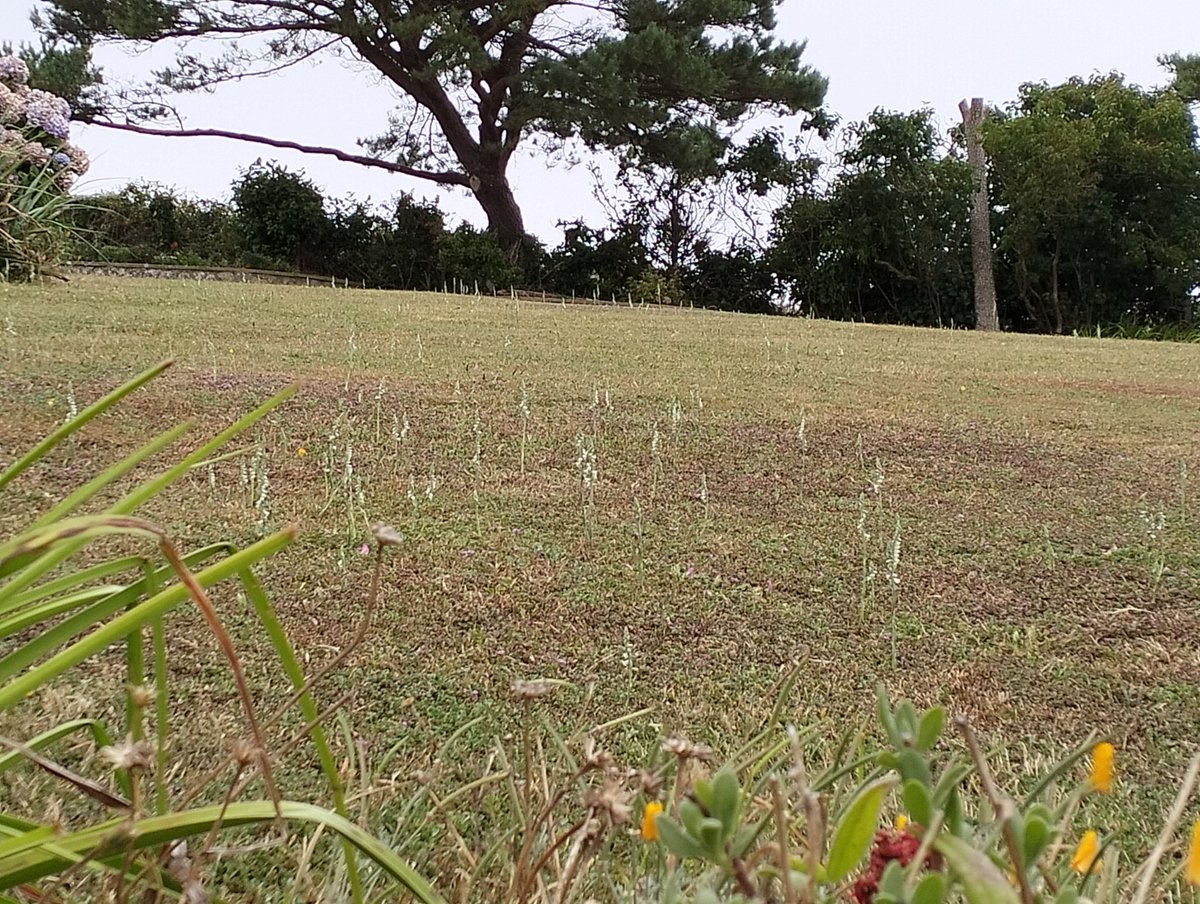 Hope's Nose, Devon. 07.30-10.30. 548 Balearic Shearwaters (most S first 75mins), E S Petrel (07.40), 47 Sand Terns, 3 Comm Sco, 3 Fulm, ABF Tuna. Nearby, a nice display of #AutumnLadysTresses.