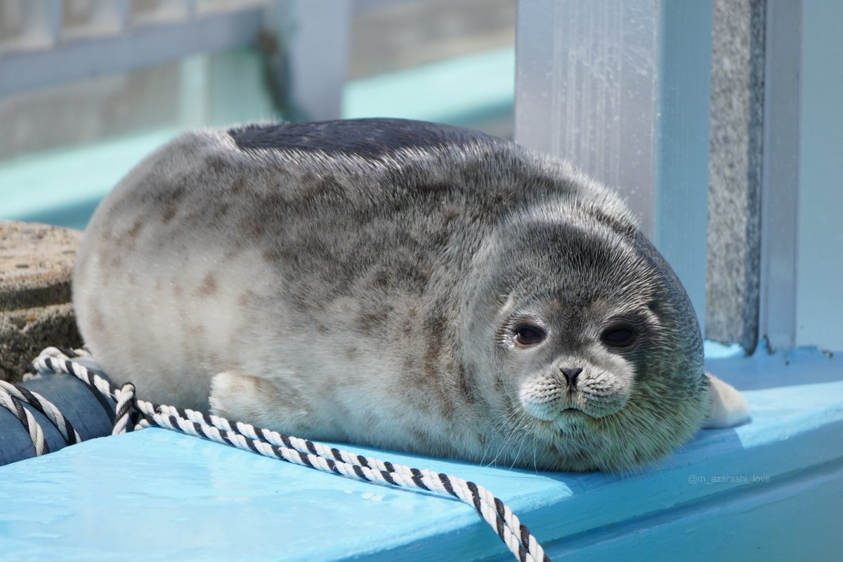 ごまふあざらしさまオーダー分！ ごまふあざらしさまオーダー分！