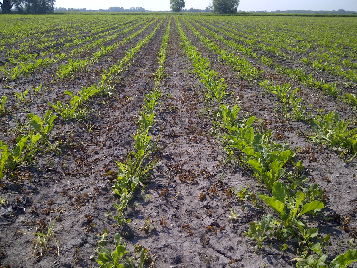 MicronSprayers's tweet image. For effective weed control in between rows, why not give Micron’s Varidome a go?

microngroup.com/varidome/

#sprayer #weedcontrol #shielded #lowdrift #driftreduction #WorkSmarterNotHarder #FarmTech #farmlife #equipment #productivity #farming #PrecisionAg #AgTech #AgInnovation