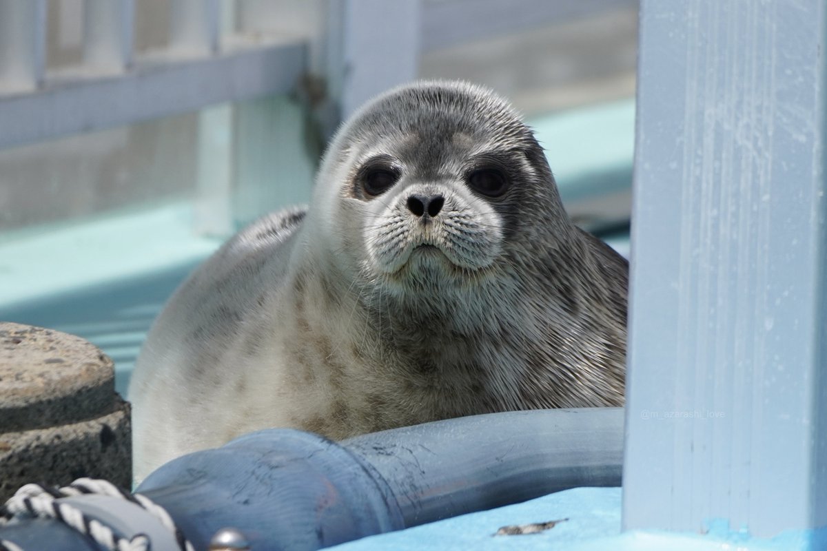 あざらし様① ゼニガタアザラシ - Wikipedia