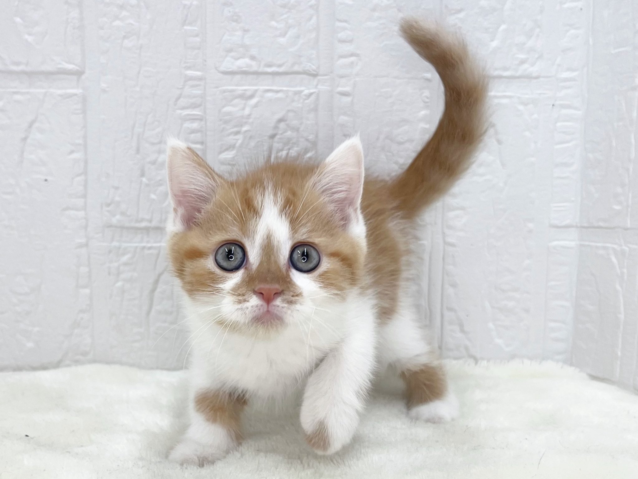 ぴろねこ フィリックス｜【タイル通販】ボウクス・タイルマーケット