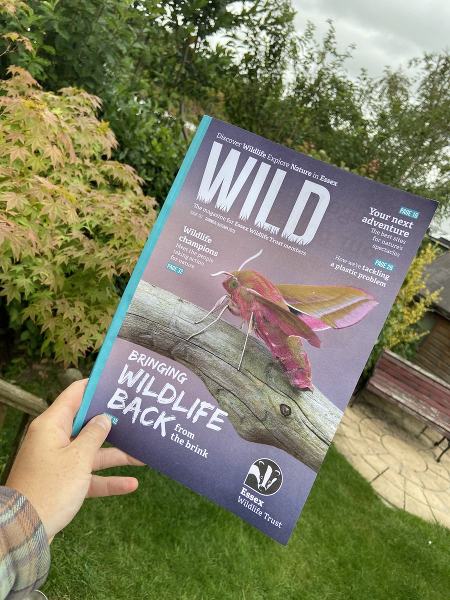 AndrewMillham's tweet image. Always a good day when WILD turns up from @EssexWildlife 😊🦊🐞