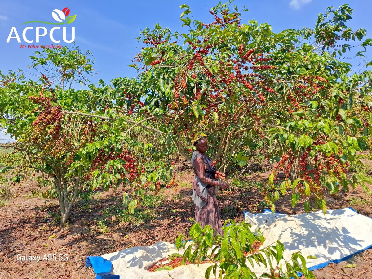 Our farmers are harvesting the last of their coffee 🍒 and we walk with them from seedling to bagging. We oversee every step, even post-harvest—because Fair Trade means full transparency. 🌍🤝

#FairTradeCoffee #UgandanCoffee #FromSeedToCup #CoffeeHarvest #TransparencyMatters
