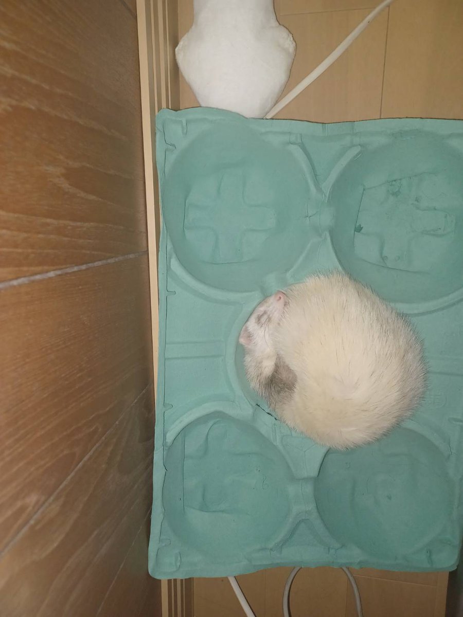 実家のフェレットがメロンになった