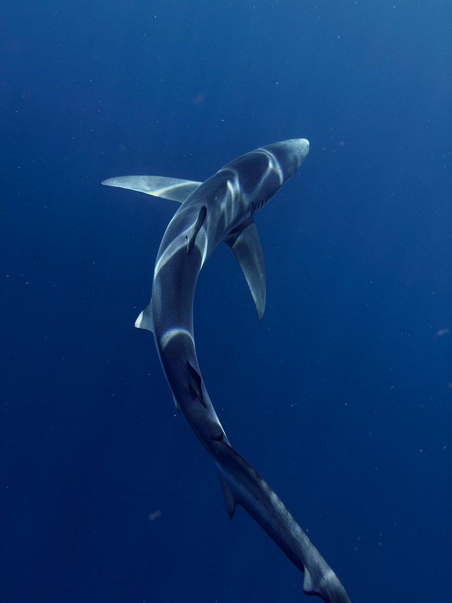 Spsaian's tweet photo. podría hacerme fotógrafa submarina 
Un tiburoncito azul muy muy majo https://t.co/wf0Cf2tA0d