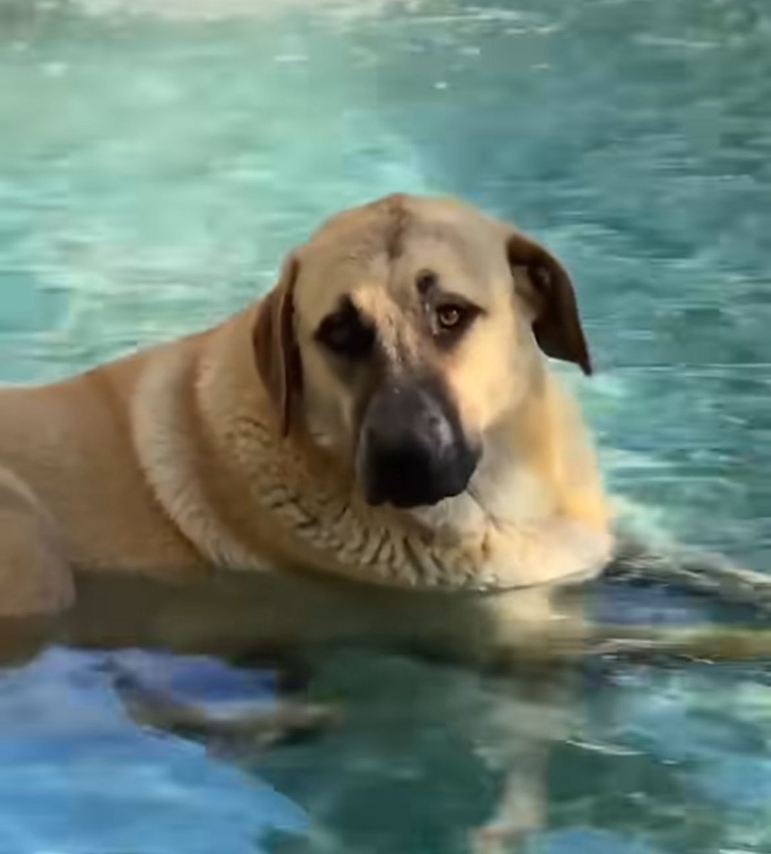 pinarsaracoglu_'s tweet image. Taksim’de sıcaktan bunalan köpek süs havuzuna girip oturdu.

Kaynak: Cumhuriyet 

#taksim 
#SokakHayvanlarıSahipsizDeğil ❤️
#sokakköpekleri