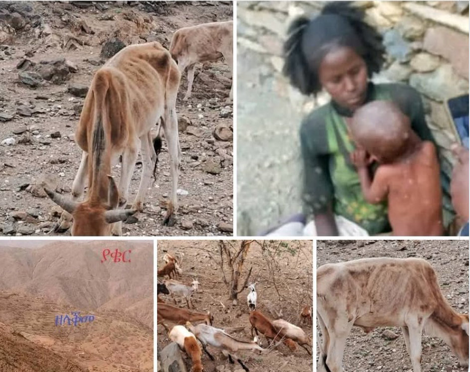 Danait 70β³ (@danamulu10) on Twitter photo #YakerColaTembienFAMINE
In the state of #Tigray - Yaker Kola Tembien FAMINE 22 people died due to draught and famine related starvation as a result of famine. The #TPLF-D led rulers and the military chose to cover up the death of 22 People β© <a href="/hrw/">Human Rights Watch</a> β¦<a href="/SavetheChildren/">Save the Children US</a>β© <a href="/AP/">The Associated Press</a> #YakerColaTembienFAMINE
In the state of #Tigray - Yaker Kola Tembien FAMINE 22 people died due to draught and famine related starvation as a result of famine. The #TPLF-D led rulers and the military chose to cover up the death of 22 People β© <a href="/hrw/">Human Rights Watch</a> β¦<a href="/SavetheChildren/">Save the Children US</a>β© <a href="/AP/">The Associated Press</a>
