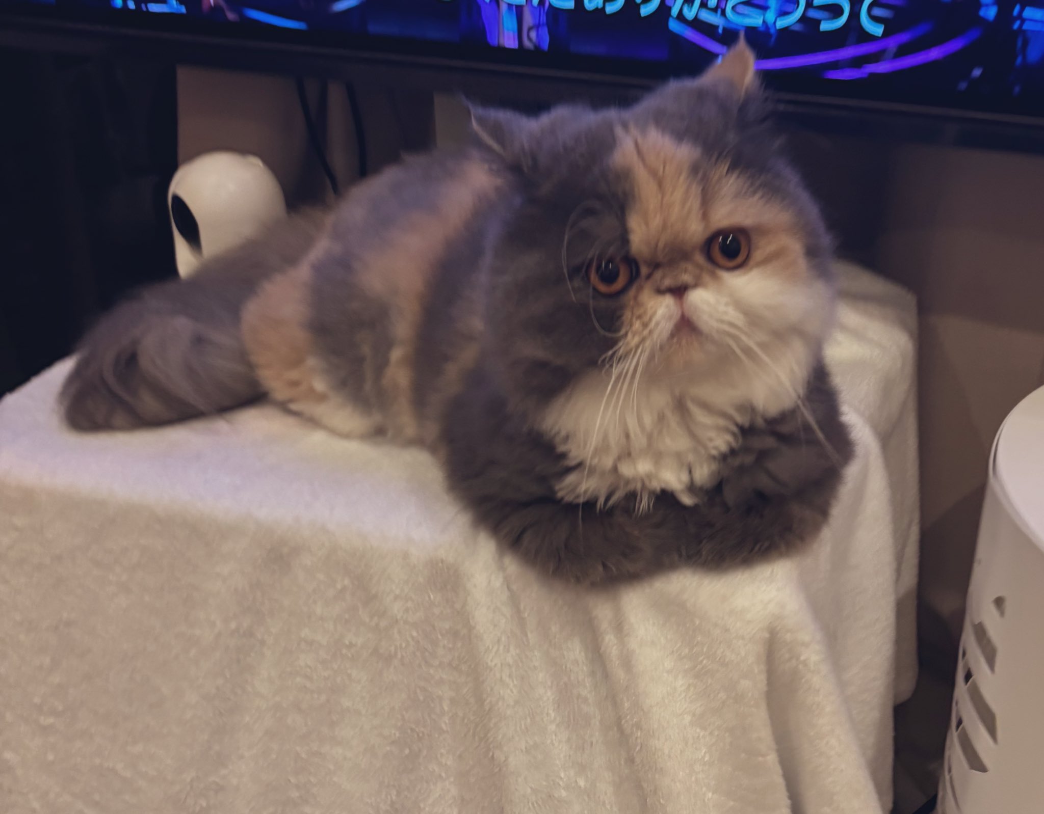 かちょぱ㌨✿様御予約❤️オッドアイの双子ちゃん♡ミニミニ子猫ちゃん♡エキゾ♡ 🐈‍⬛ᴘᴀɴ🍞 on X: 