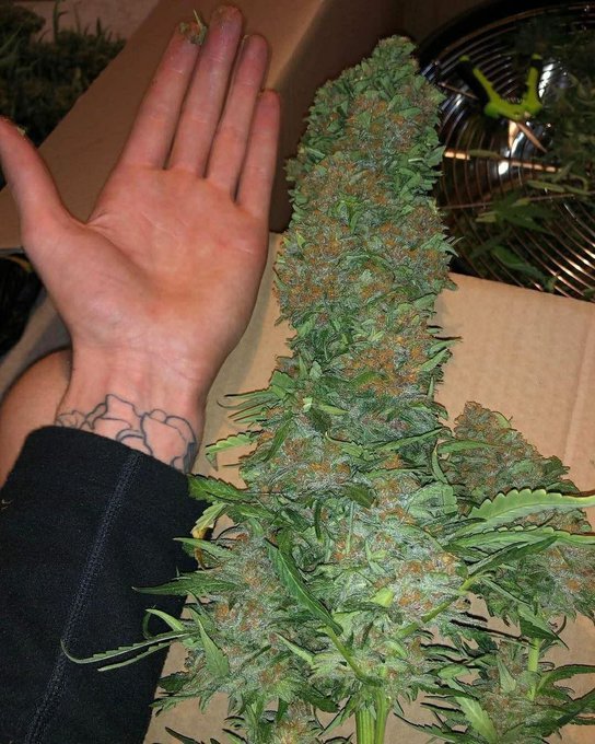 Wish my best friend as long as this 😌😌😌 small wish!