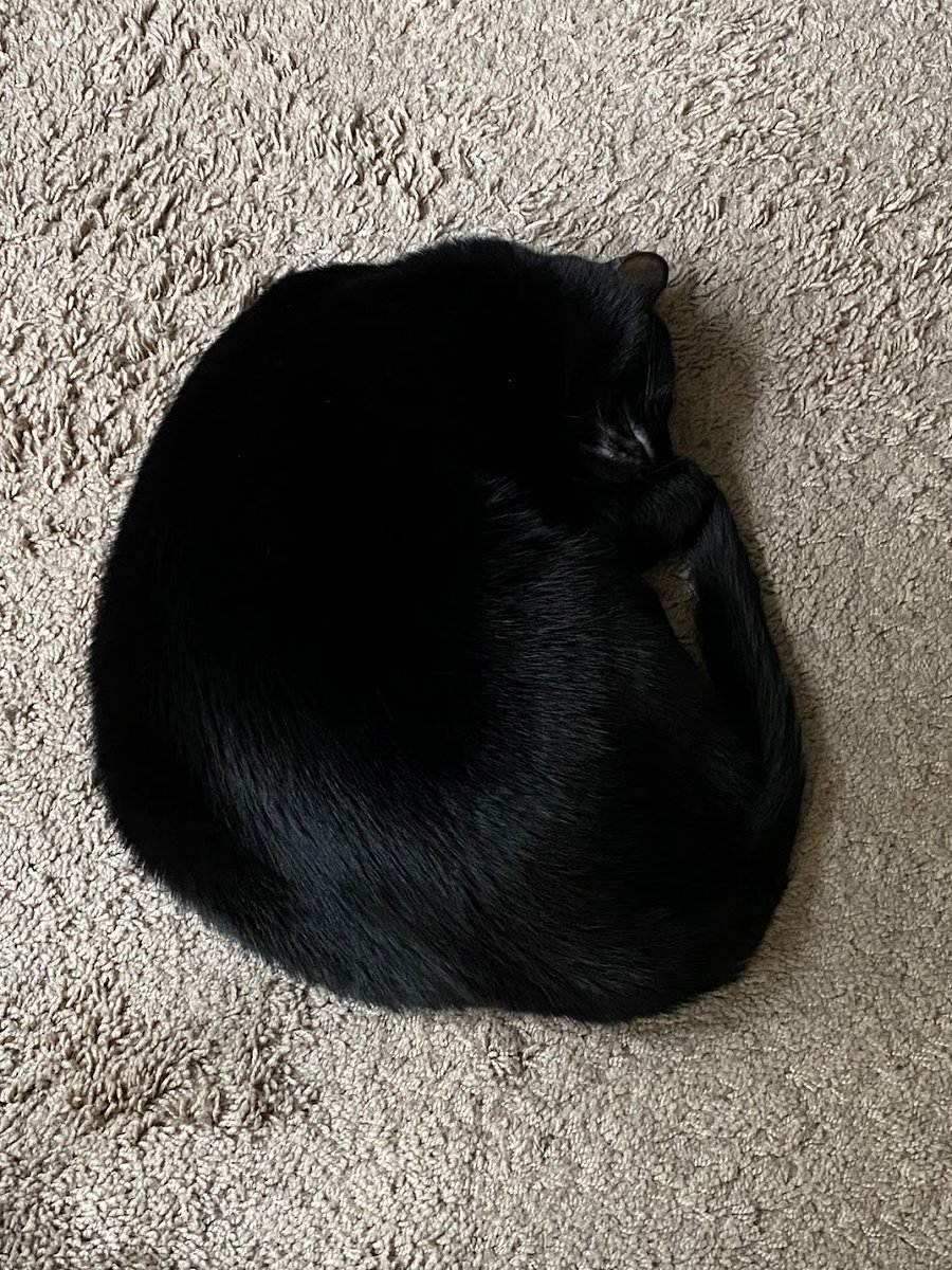 Happy #KittyLoafMonday Enjoy your day friends! - Bogie #CatsOfTwitter