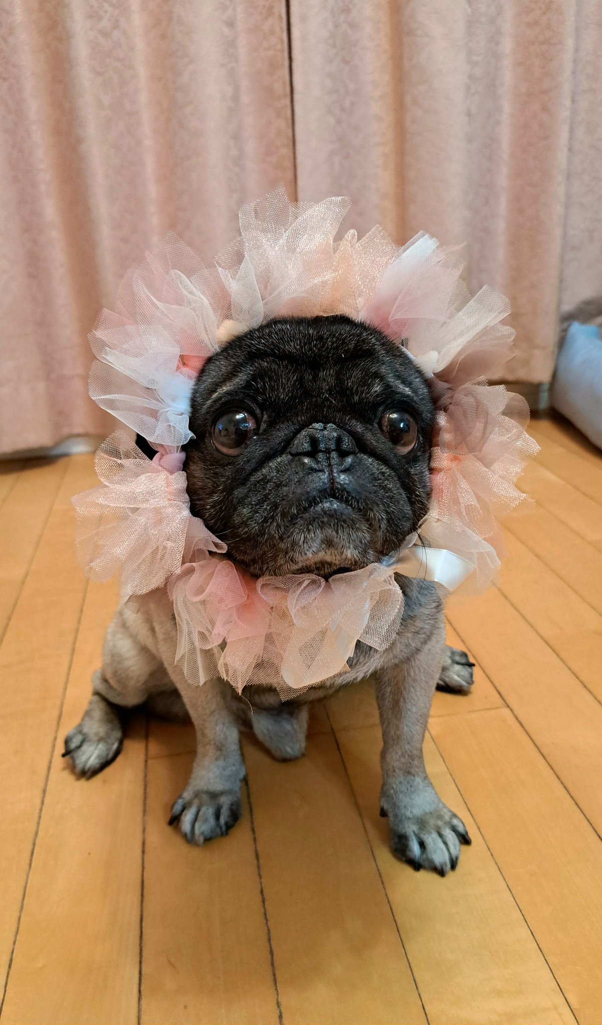 【スーフェス91 購入】春の新緑パグ獣 PUG KINGDOM シゲパグ on X: 