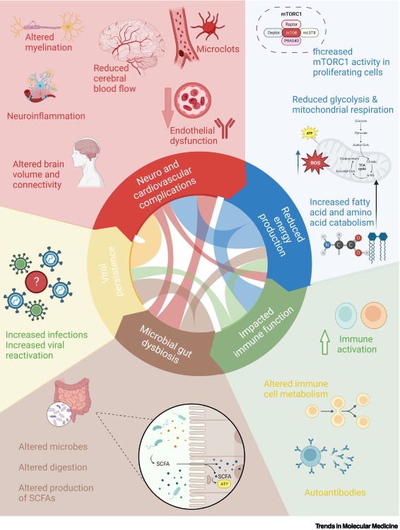 1/
La EM/sfc y el covid persistente son tan, pero tan diferentes que tanto sus síntomas como los mecanismos fisiopatológicos, las comorbilidades y la respuesta al tratamiento son similares según la evidencia científica disponible.

Todo CP=EM? ❌
Aprox 50% de CP=EM?✅

🧵