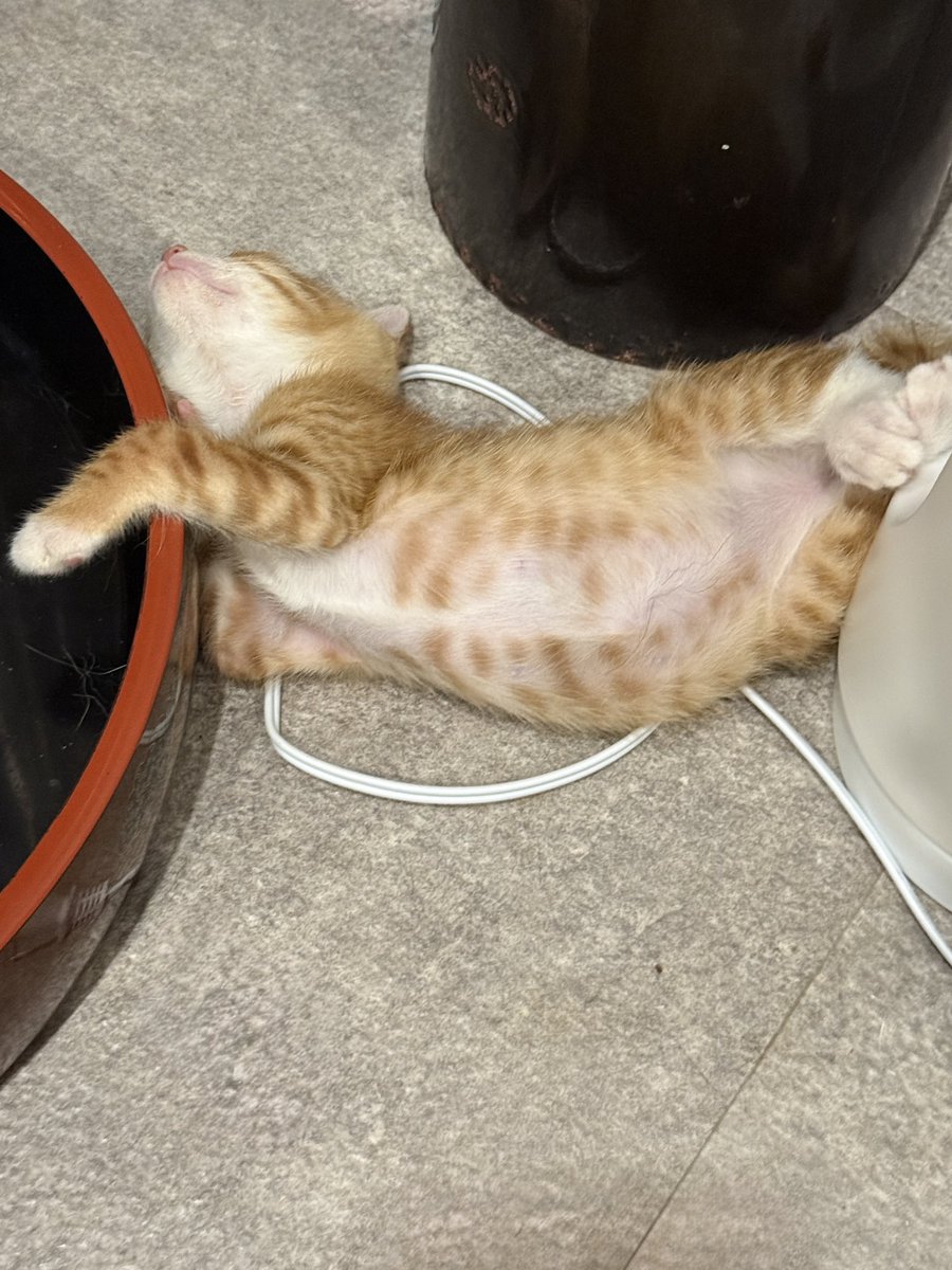 【専用】チャトラ25様 チャトラ25様 トリックスター / Ninja ZX-25R(21-25) / ZX-25RR