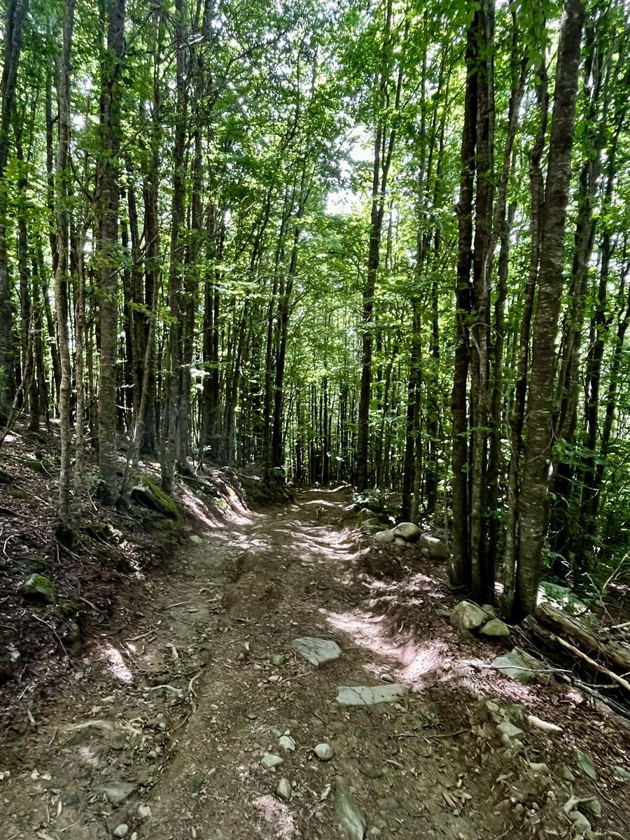 glimpsesofweird's tweet image. Relax break in the woods! 🌳 
Taking a moment to recharge with nature’s vibes. Who’s with me? 
#ForestEscape #NatureTherapy #RelaxMode