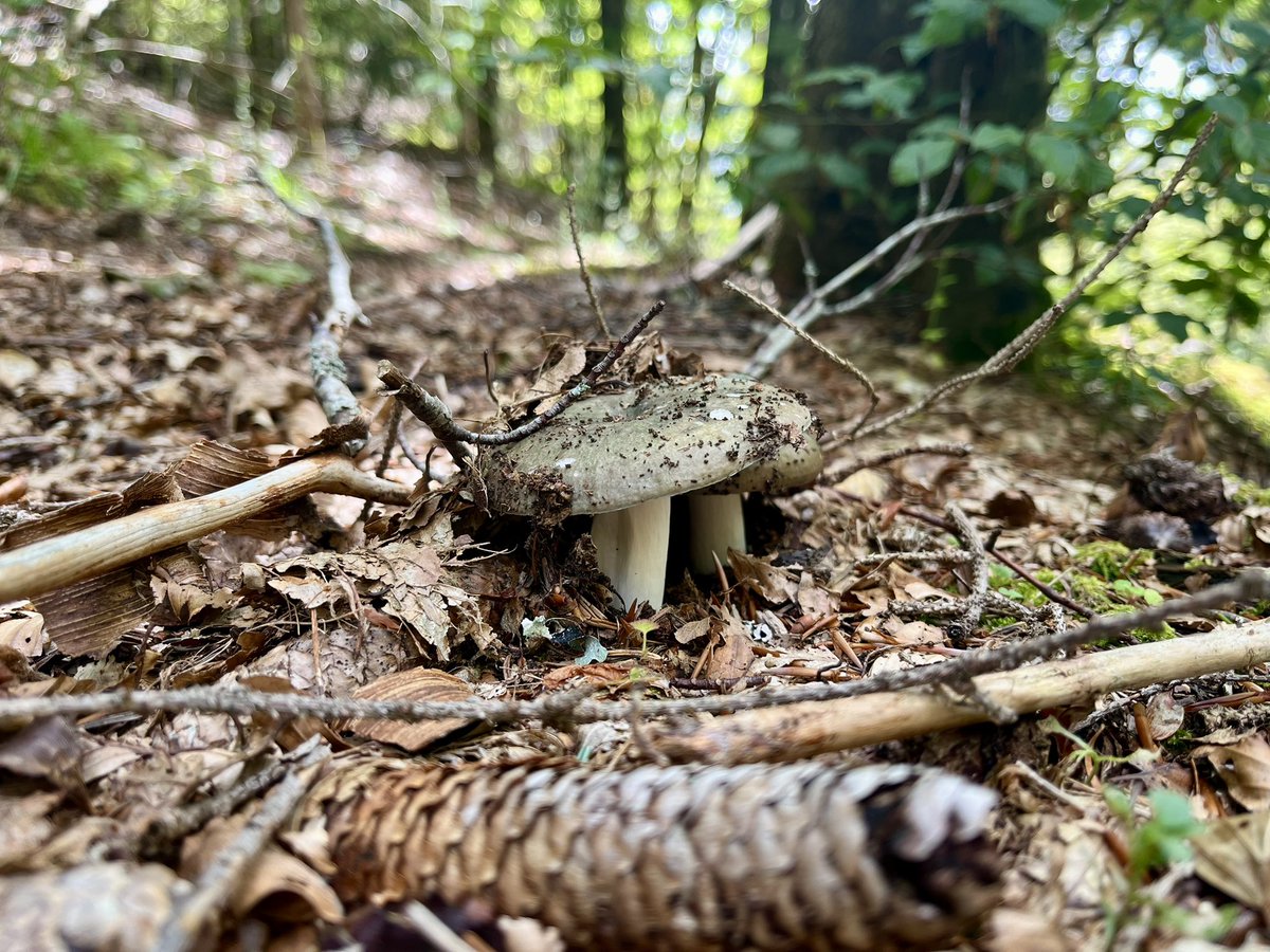 glimpsesofweird's tweet image. Relax break in the woods! 🌳 
Taking a moment to recharge with nature’s vibes. Who’s with me? 
#ForestEscape #NatureTherapy #RelaxMode