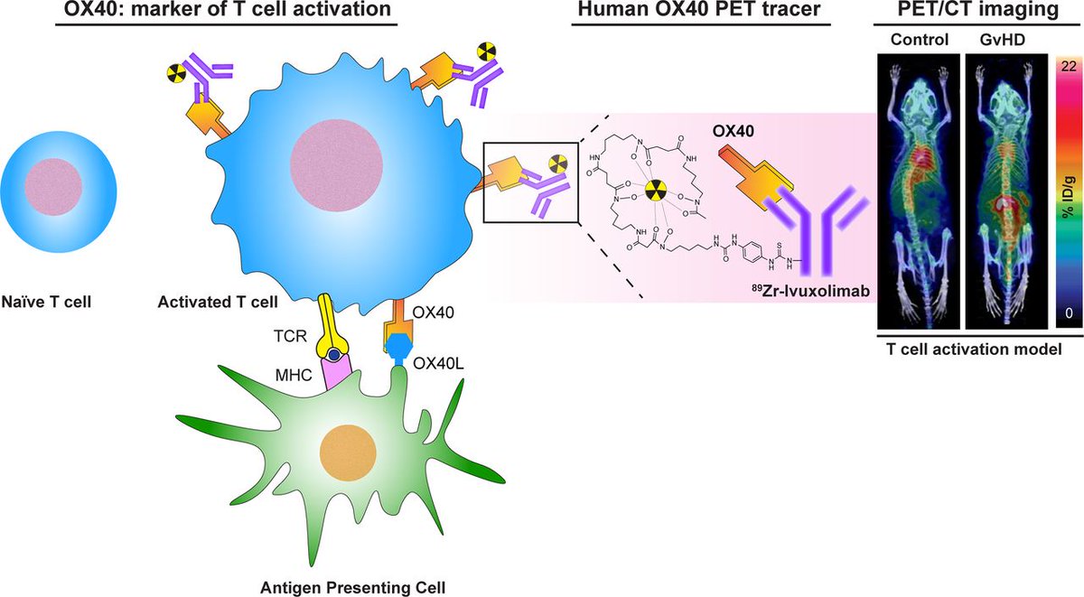 With its high specificity and its ability to detect huOX40+ activated T cells in vivo, ⁸⁹Zr-ivuxolimab is a promising immuno-PET tracer for imaging human T-cell activation.  ow.ly/qKAp50WwqC1

#NuclearMedicine #Immunotherapy #Tcell