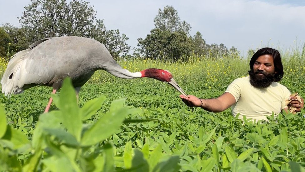 Meanwhile, Mohammed Aarif who rescued and nursed this injured bird has been booked under the Wildlife Protection Act. The Sarus Crane is now caged in Kanpur Zoo. Earlier it was free and chose to remain close to Aarif.