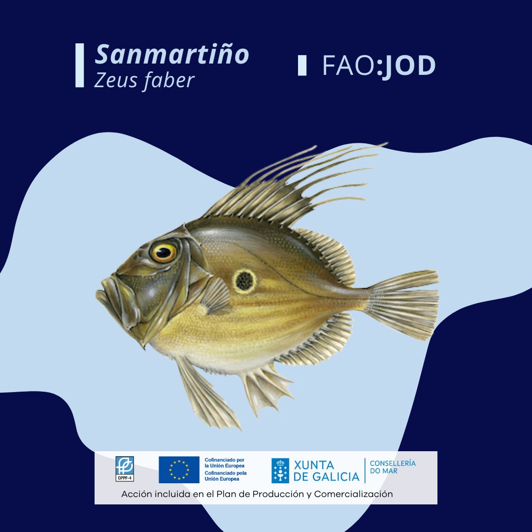 👉¿Has visto un código de tres letras en la etiqueta del pescado?

Es el código FAO, que identifica de forma oficial la especie pesquera. Este código es clave para garantizar una trazabilidad clara y evitar confusiones.

Acción patrocinada por la <a href="/Xunta/">Xunta de Galicia</a> de Galicia y el #FEMPA