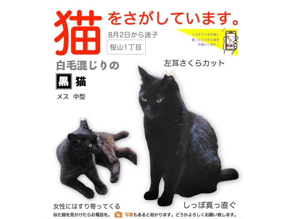 くろねこ＊ページ 黒猫のくろみちゃんのお世話😺😄👍 | Play Bow／日本ペット