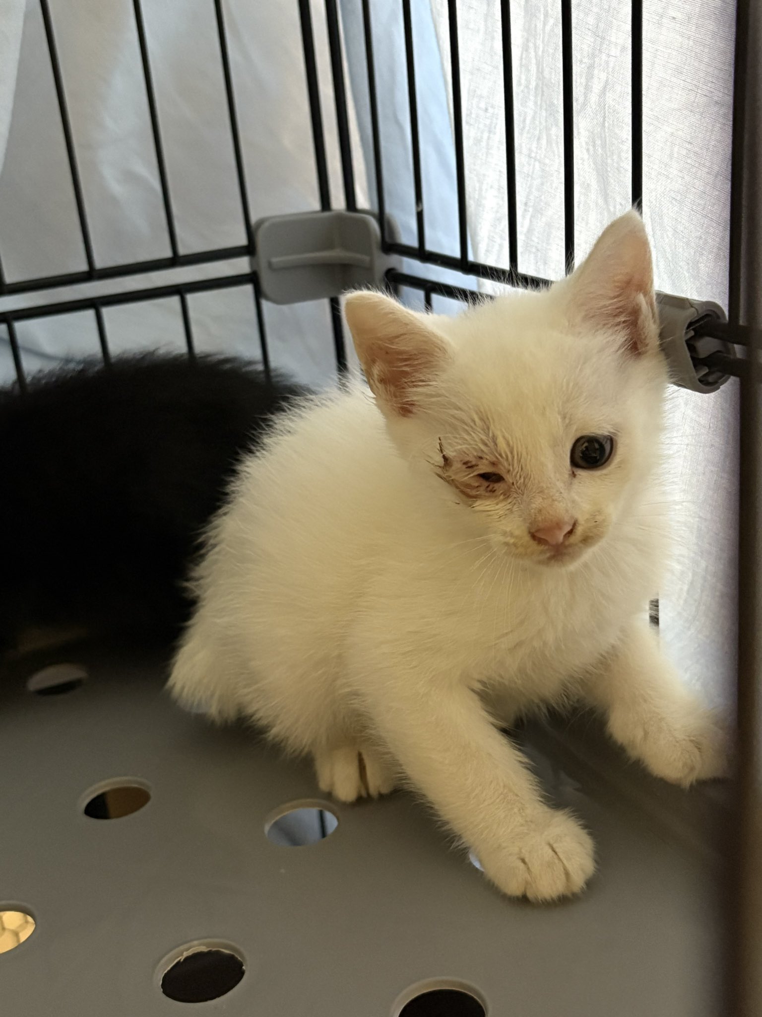 黒猫 2 マンチカンの子猫販売 ブリーダーの出産情報 猫専門ペットショップ