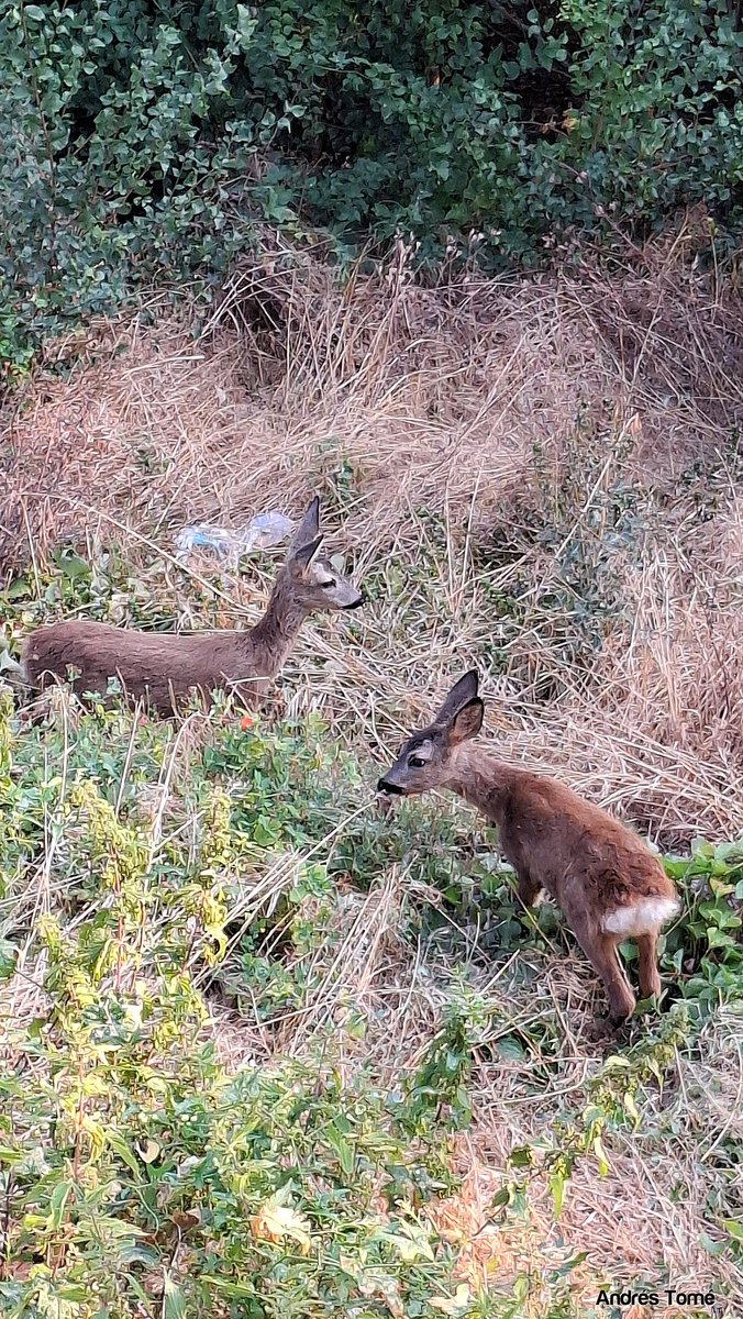 Andrés Tomé (@tomeandres) on Twitter photo 7 y 48 de la mañana desde el Mirador de los Arcos de Lerma. Dos adorables corcinos a la vista. Su madre, también estaba. <a href="/Pajarines1/">Pajarines</a> <a href="/perbaxo/">Karlos</a> <a href="/Pe_y_Pa/">Pegas y pardales</a> <a href="/DrBioblogo/">Dr. BioBlogo</a> <a href="/EntomoDaily/">EntomoDaily</a> <a href="/SotoLJorge/">Jorge Soto</a> <a href="/POchruros/">Phoenicurus Ochruros 🦇</a> <a href="/GuisadoPepe/">pajarisiaco</a> <a href="/pablopv_1972/">Pablo Perez</a> <a href="/quimiquimi60/">Javi-Quimi</a> <a href="/myers0325421/">Nacho_RoGu</a> <a href="/RozasL1/">Rozas L</a> 7 y 48 de la mañana desde el Mirador de los Arcos de Lerma. Dos adorables corcinos a la vista. Su madre, también estaba. <a href="/Pajarines1/">Pajarines</a> <a href="/perbaxo/">Karlos</a> <a href="/Pe_y_Pa/">Pegas y pardales</a> <a href="/DrBioblogo/">Dr. BioBlogo</a> <a href="/EntomoDaily/">EntomoDaily</a> <a href="/SotoLJorge/">Jorge Soto</a> <a href="/POchruros/">Phoenicurus Ochruros 🦇</a> <a href="/GuisadoPepe/">pajarisiaco</a> <a href="/pablopv_1972/">Pablo Perez</a> <a href="/quimiquimi60/">Javi-Quimi</a> <a href="/myers0325421/">Nacho_RoGu</a> <a href="/RozasL1/">Rozas L</a>