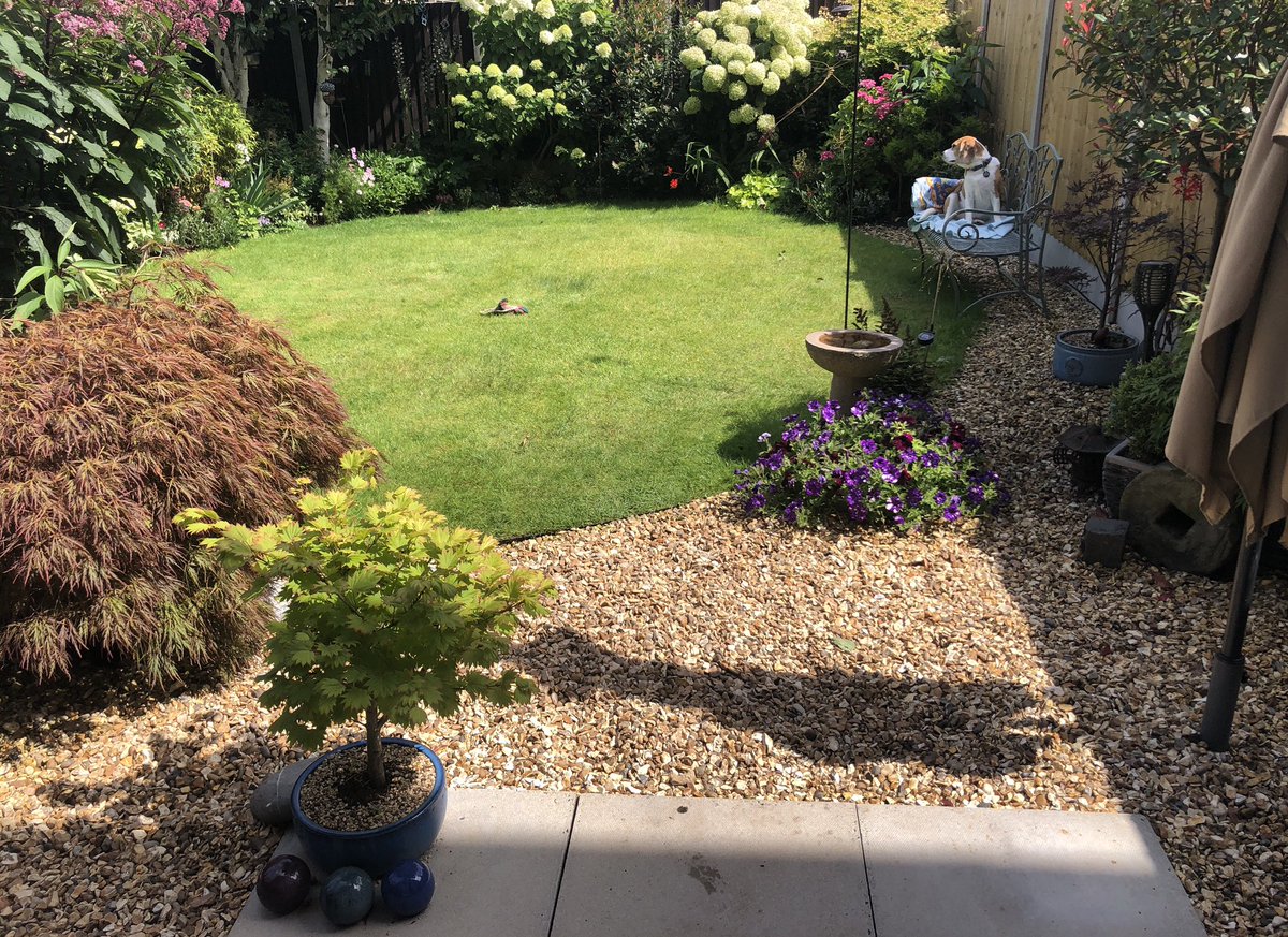 It’s getting very gusty here now but Mr Beagle wants to stay out, just loves sitting and sniffing.