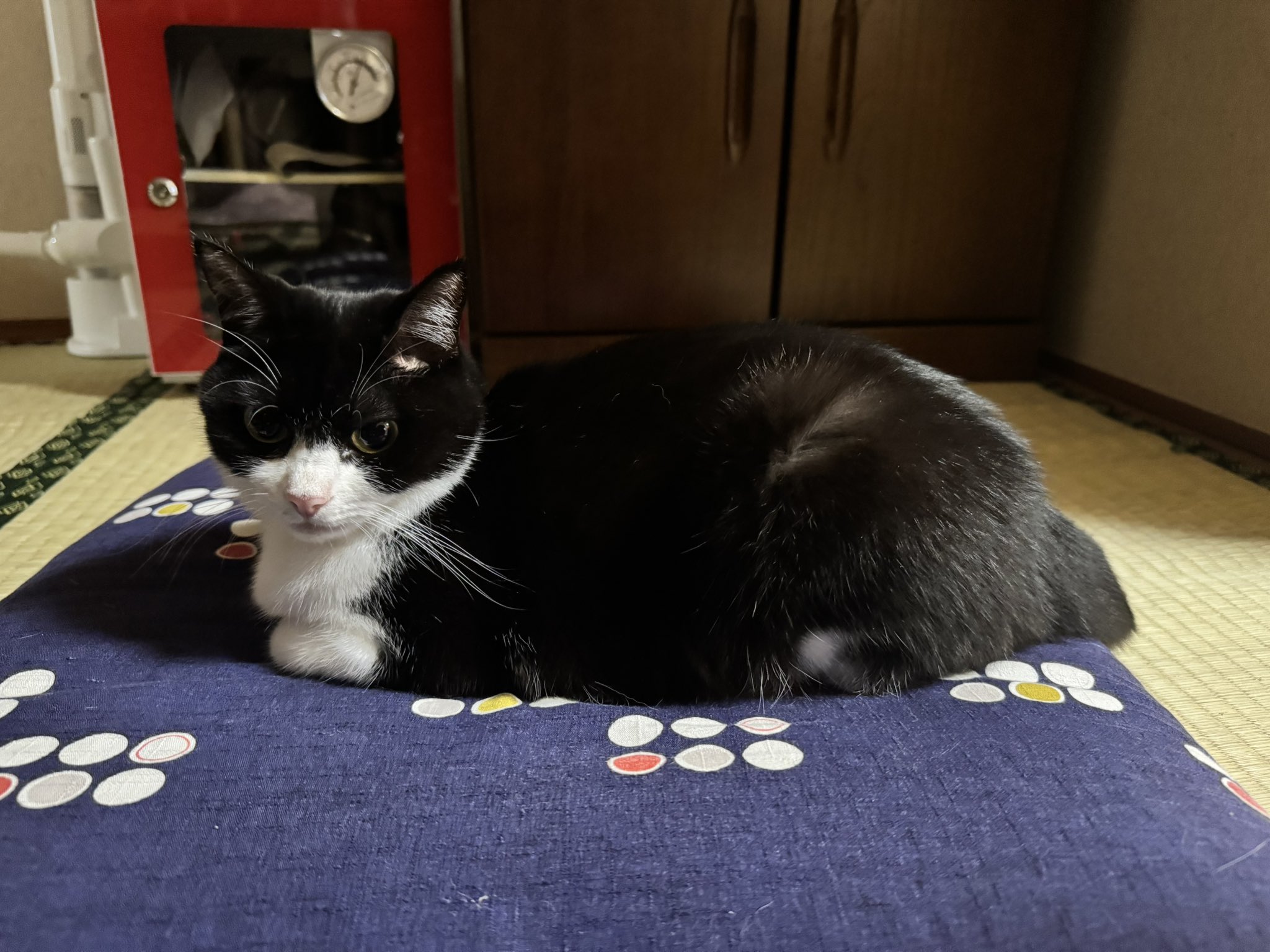猫中毒 猫中毒｜NEWS｜ELOV-Label