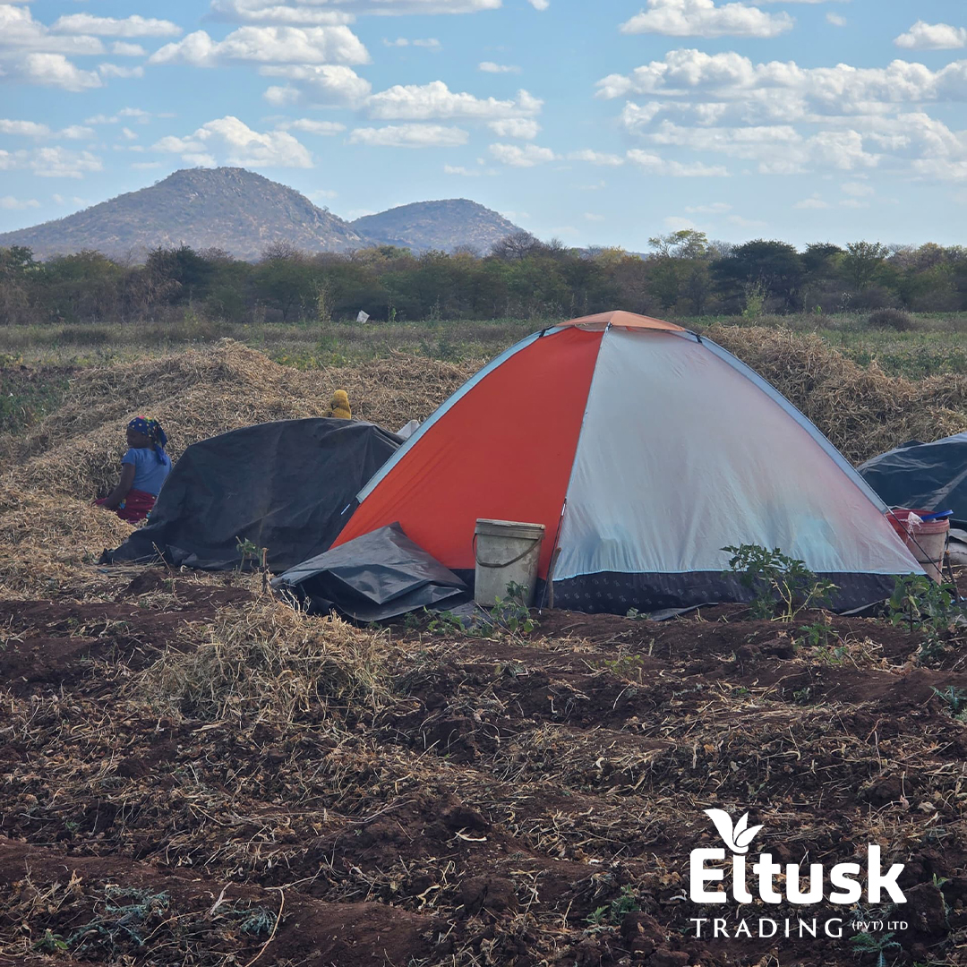 When farmers believe in the vision, they show up strong — leaving home, hitting the fields, and harvesting with purpose. At Eltusk, we don’t just talk, we show them the future — and this is the result.
