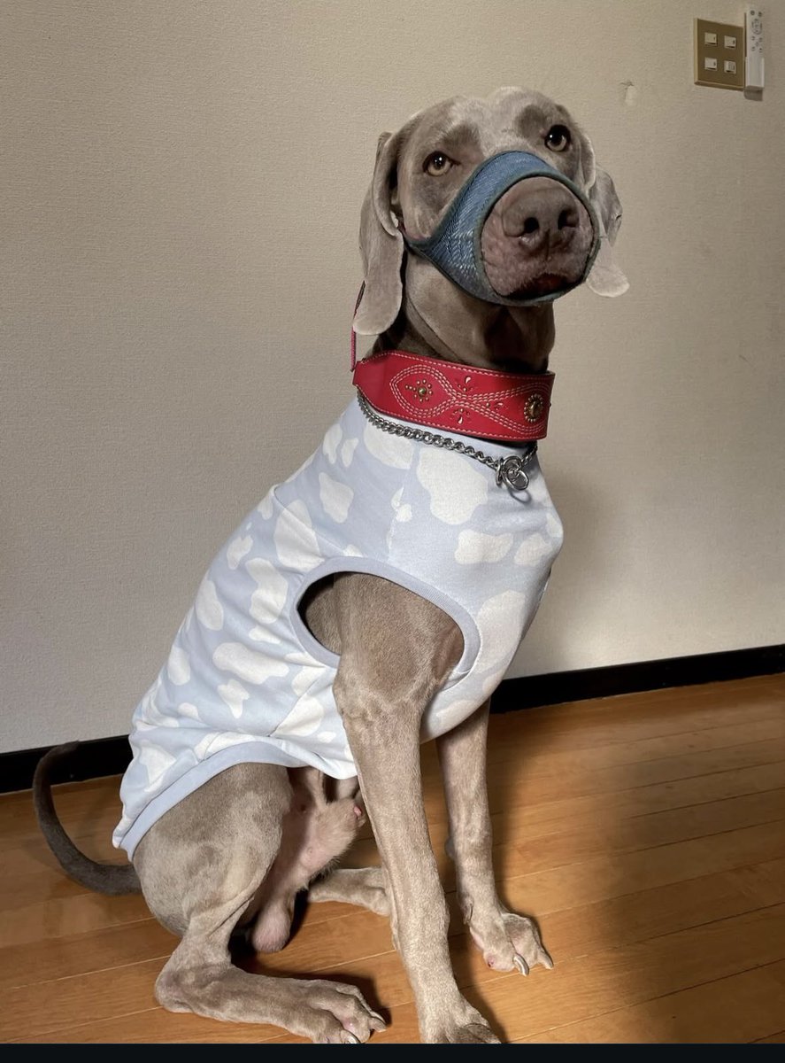 【緊急】

マズルガード装着で行方不明

#迷子犬　#緊急　#拡散希望

インスタでの投稿にあった迷子犬、マズルガードつけたまま迷子になってます😭
食べたり飲んだり出来ません。
この暑さの中心配です！

早く保護できますように😭

#愛知県　#西浦温泉
#浦郡市