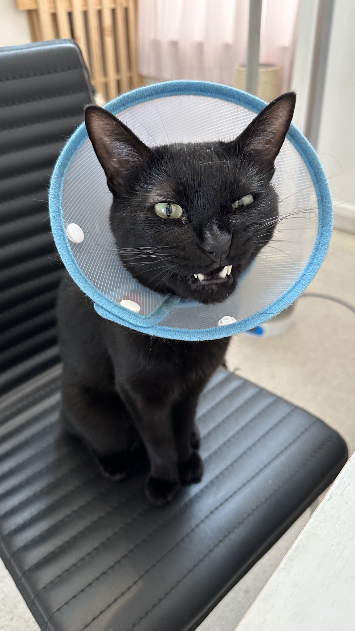 黒猫トニー on X: 